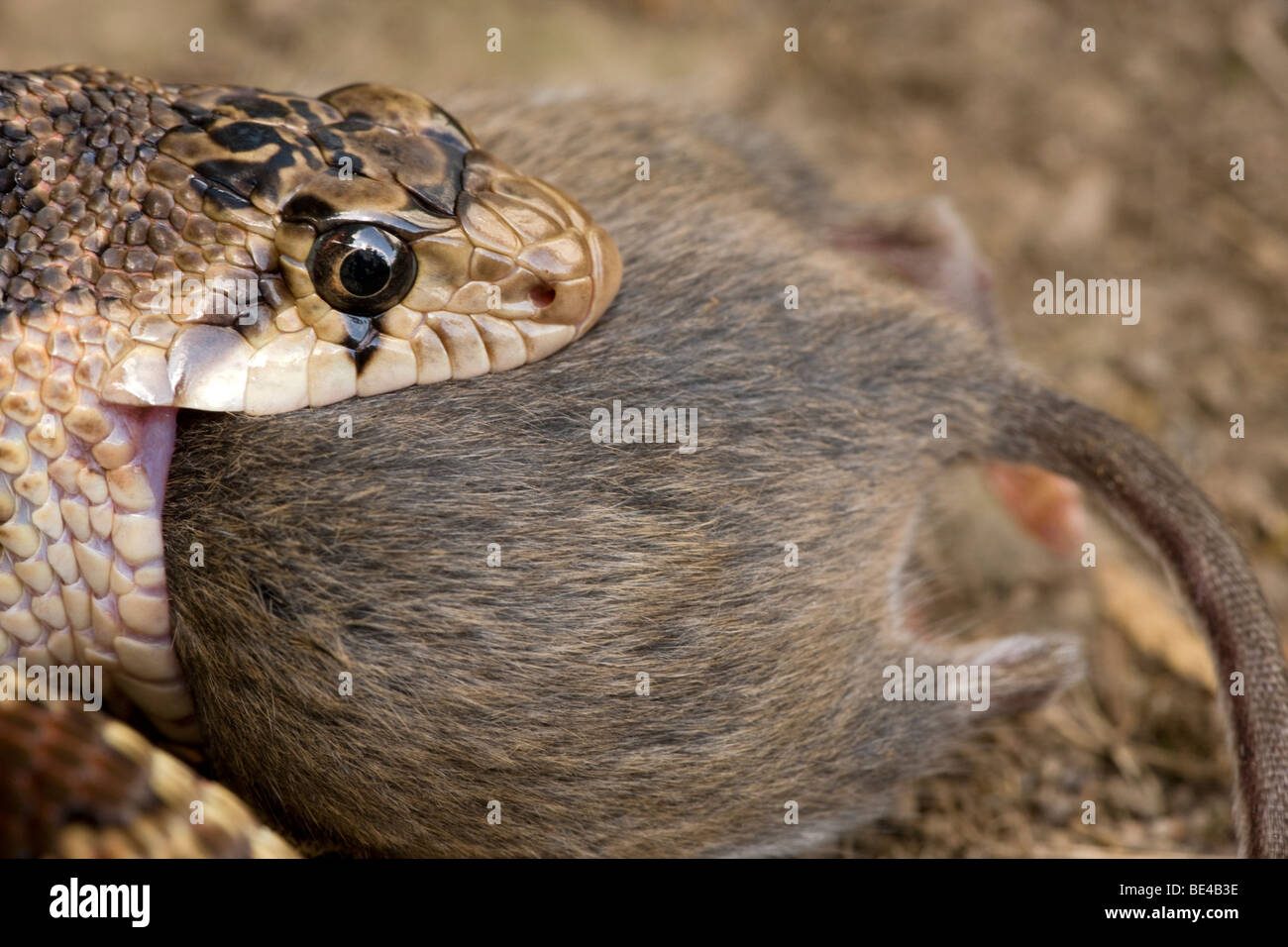 Pacific Gopher Snake Eating Mouse (Pituophis catenifer catenifer