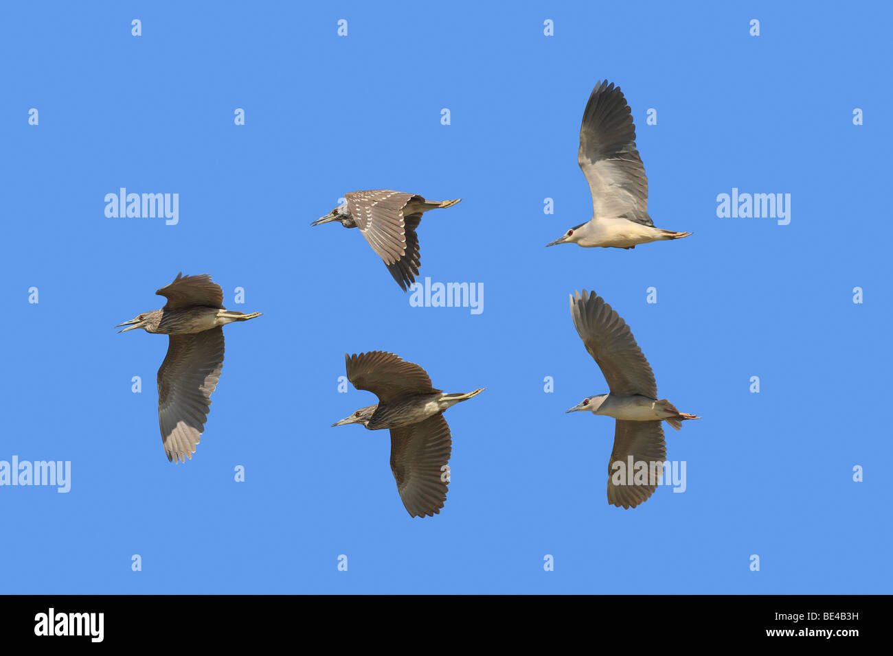 Black-crowned Night Heron (Nycticorax nycticorax), five individuals in flight. Stock Photo