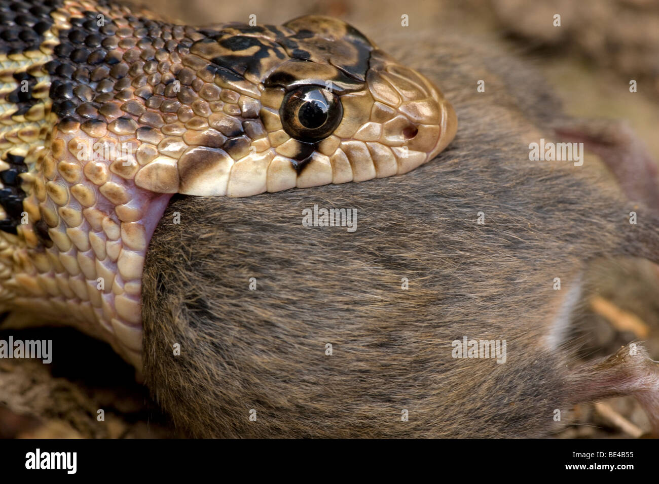 Pacific Gopher Snake Eating Mouse (Pituophis catenifer catenifer