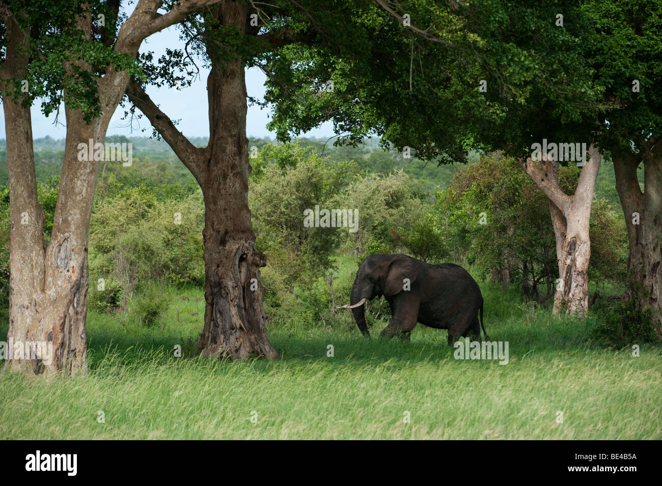 African elephant ( Loxodonta africana africana), Kruger National Park, South Africa Stock Photo