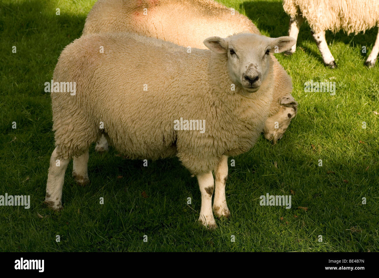 English Fat Lamb on grass in the early Autumn Stock Photo Alamy