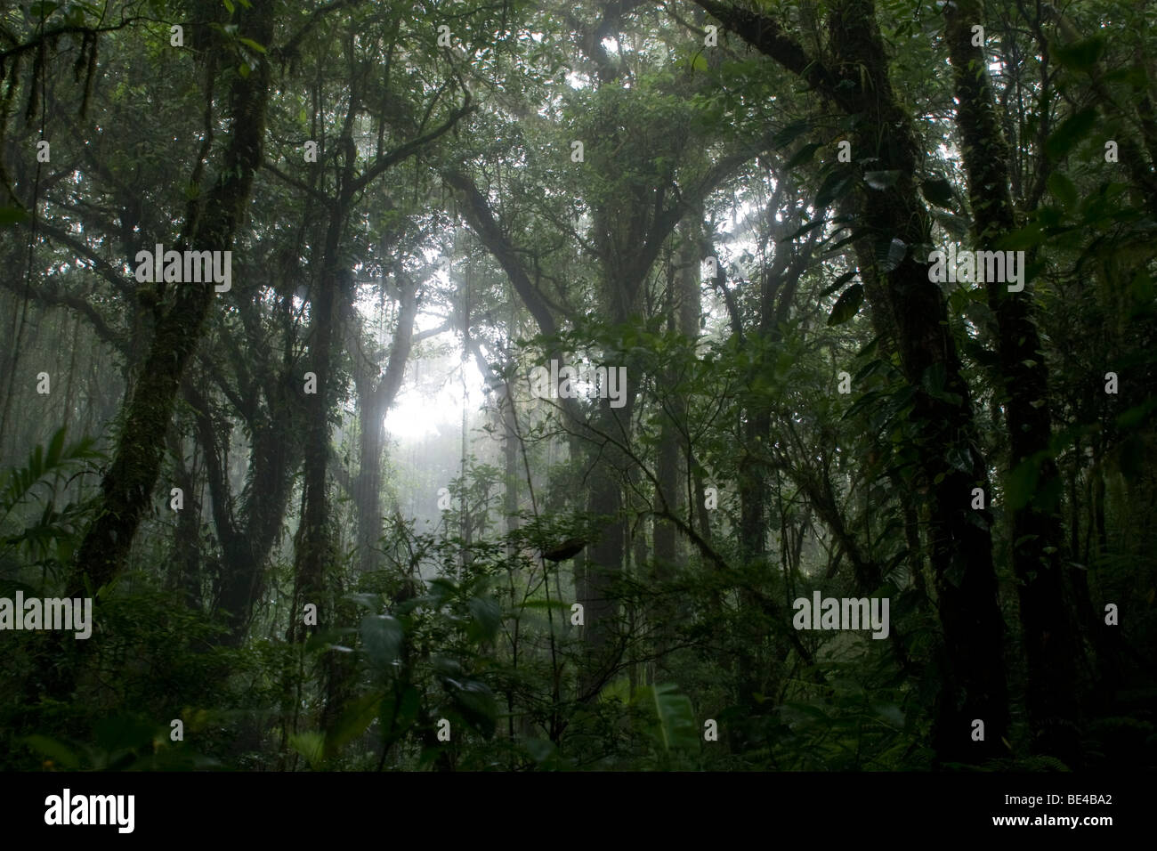 Dense tropical rain forests hi-res stock photography and images - Alamy