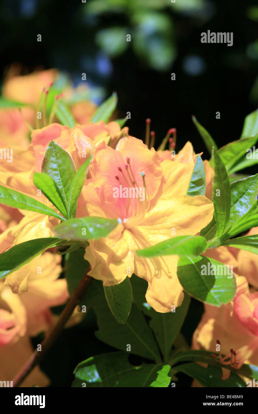 Yellow Rhododendron flower Stock Photo