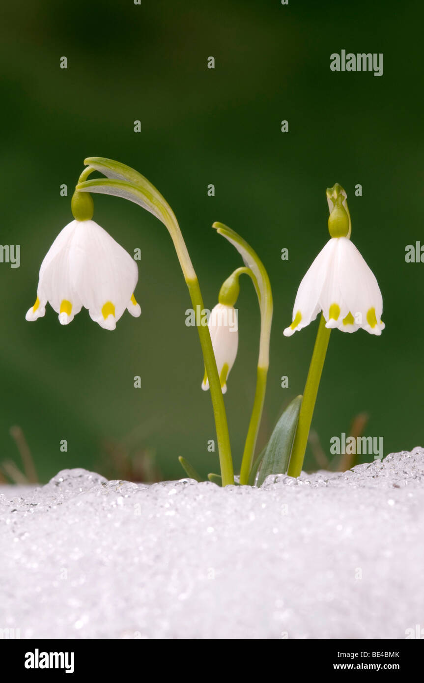 Spring Snowflake (Leucojum vernum), Schwaz, Tyrol, Austria, Europe Stock Photo