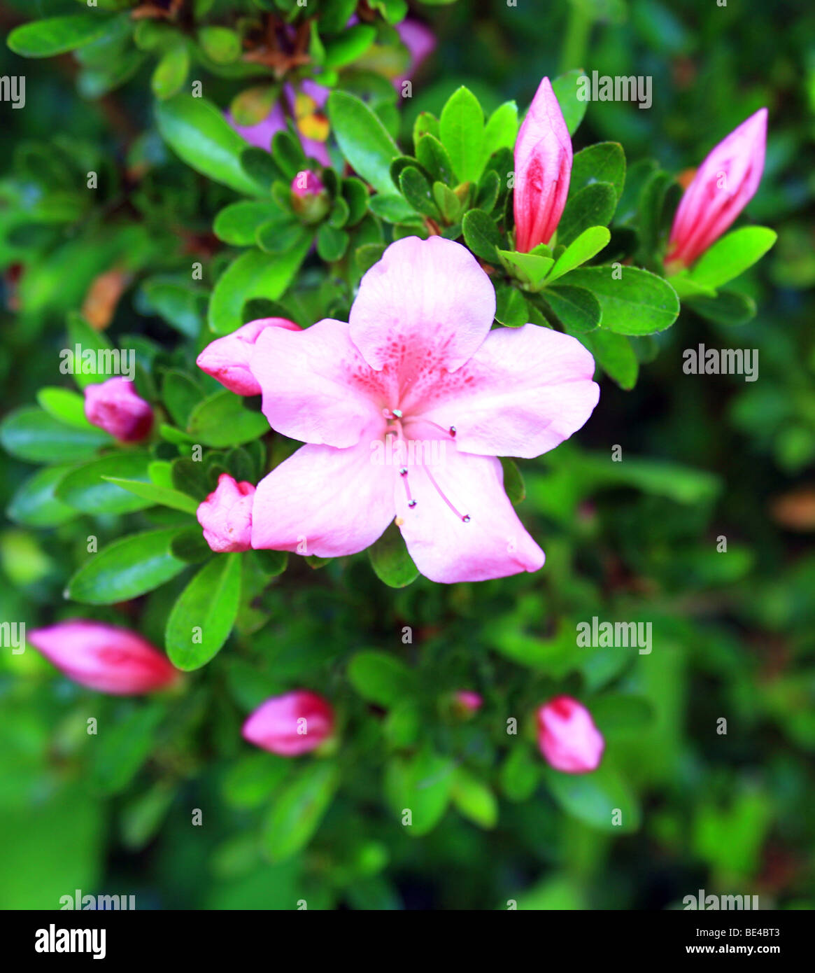 pink Rhododendron flower Stock Photo