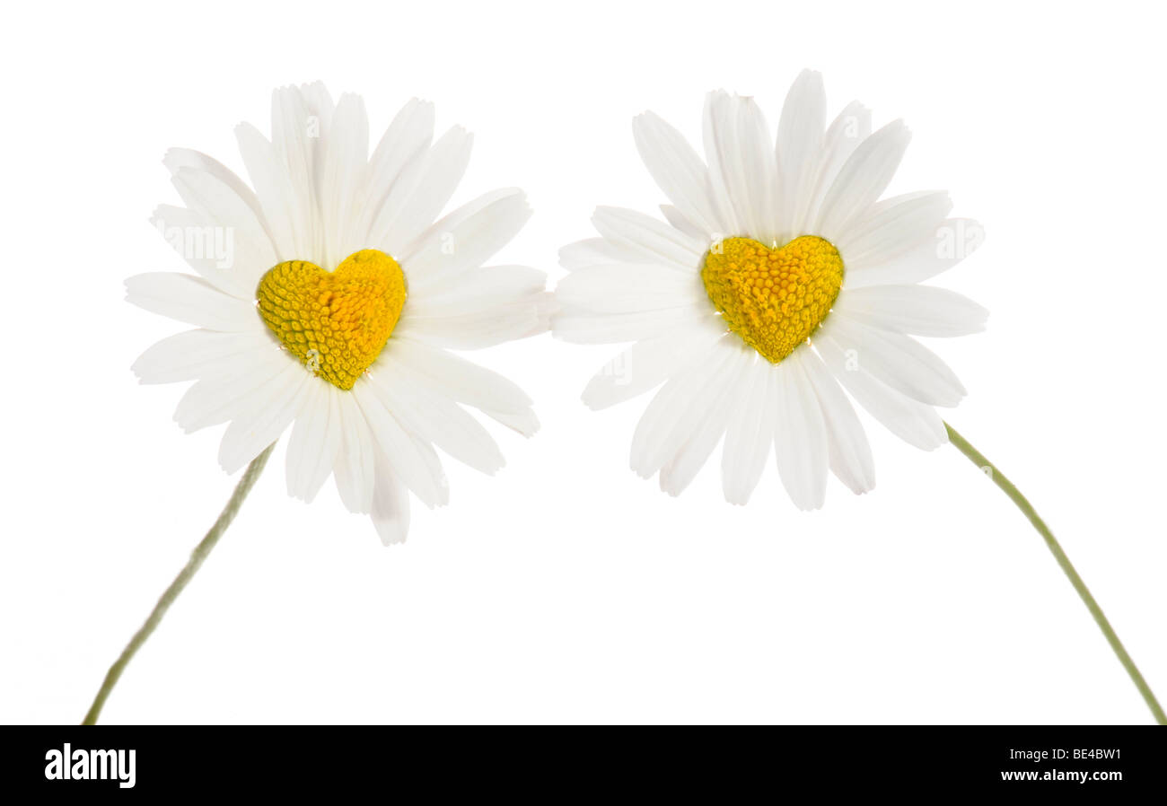 Daisies (Leucanthemum) with disc flowers in heart shape Stock Photo
