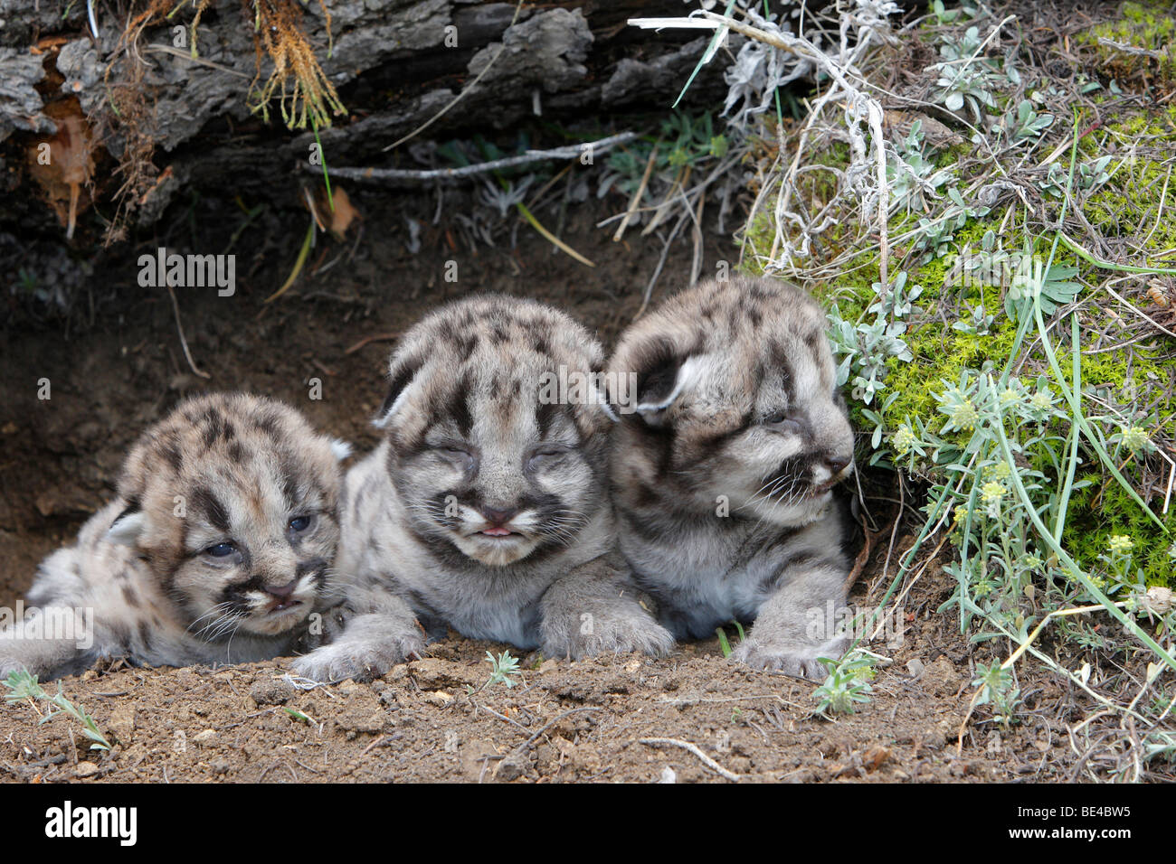 Mountain Lion (Felis concolor). Trio of three day old kitten. Stock Photo