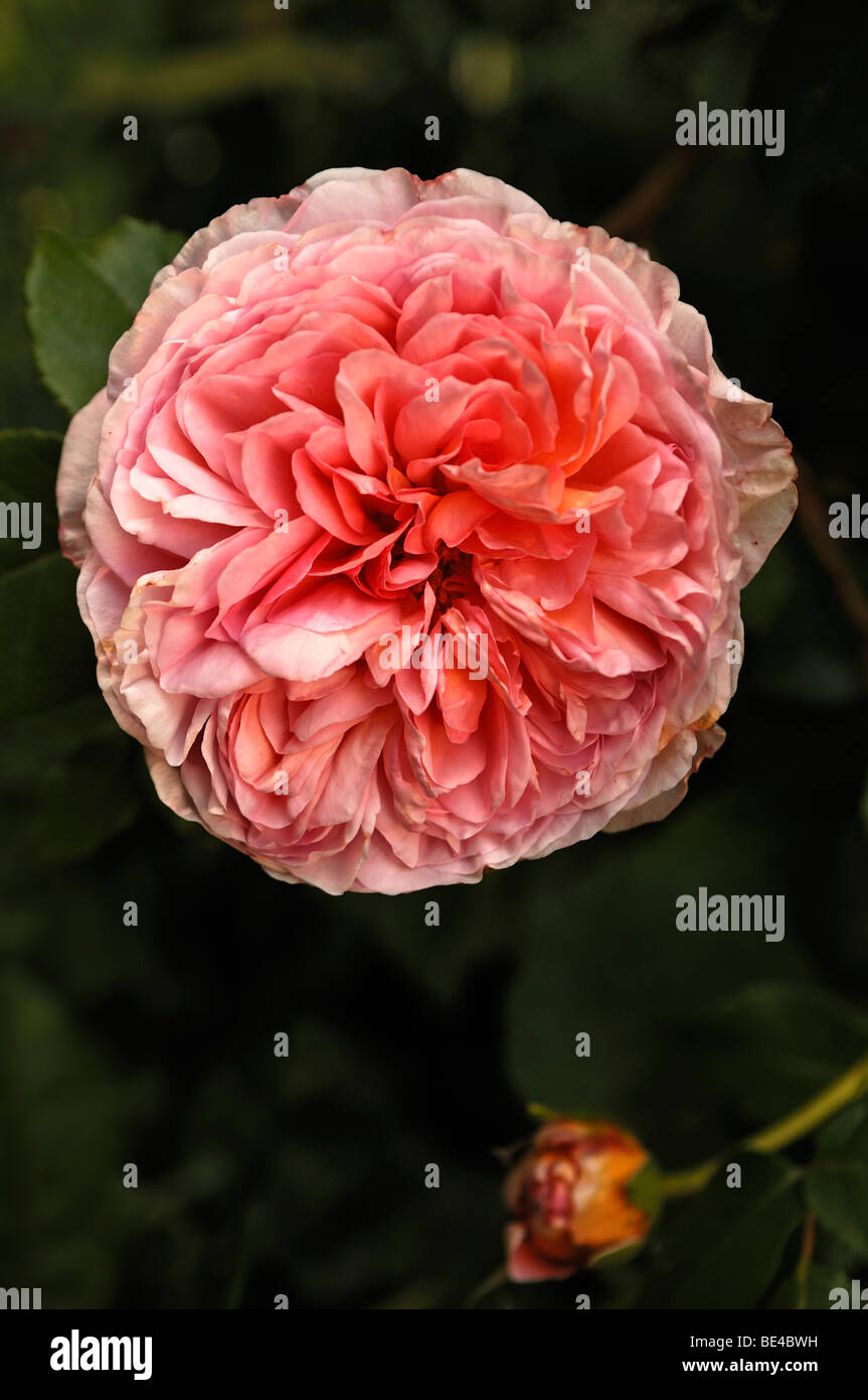 Rose flower, Abraham Darby (Rose) Stock Photo