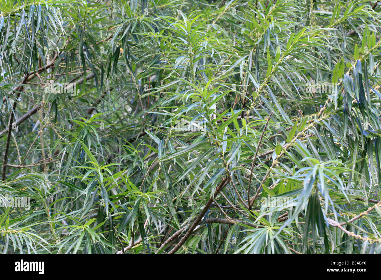 Japanese Fodder Willow grown in Canterbury, South Island,New Zealand Stock Photo