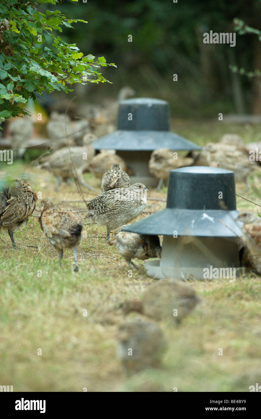 Pheasant Phasianus colchicus. 14 week old poults around feeding hoppers in release pen Stock Photo