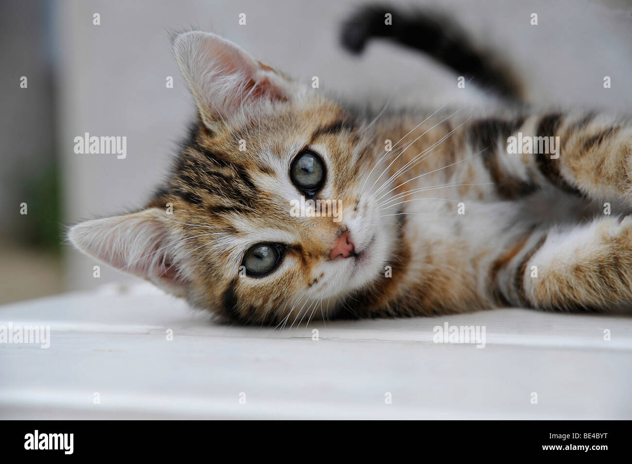 Funny animals hi-res stock photography and images - Alamy Funny animals hi-res stock photography and images - Alamy