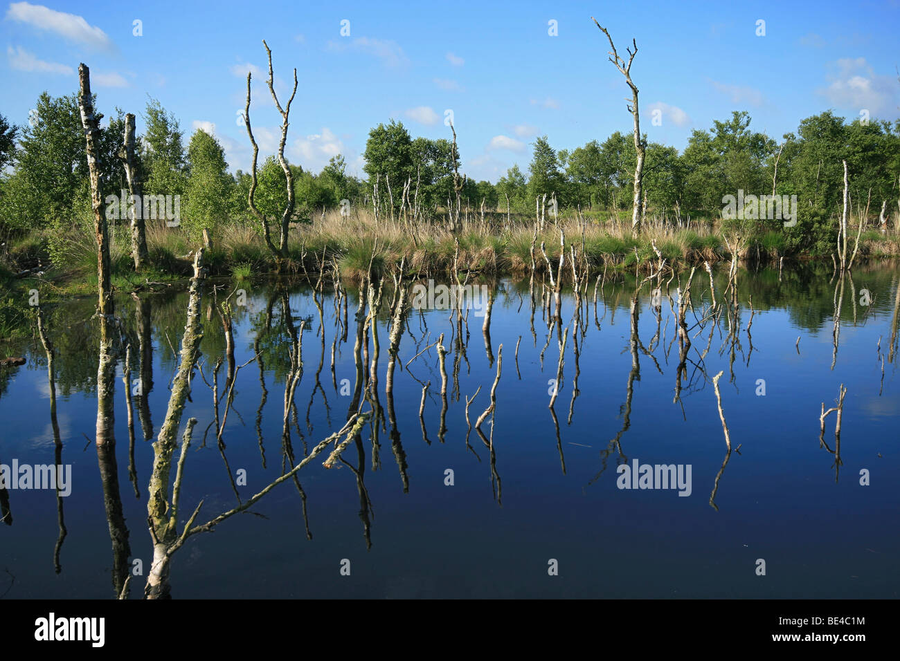Restoration of Wetlands, former peat cutting site, Hagener Koenigsmoor wetlands, Hagen, district of Cuxhaven, Lower Saxony, Ger Stock Photo
