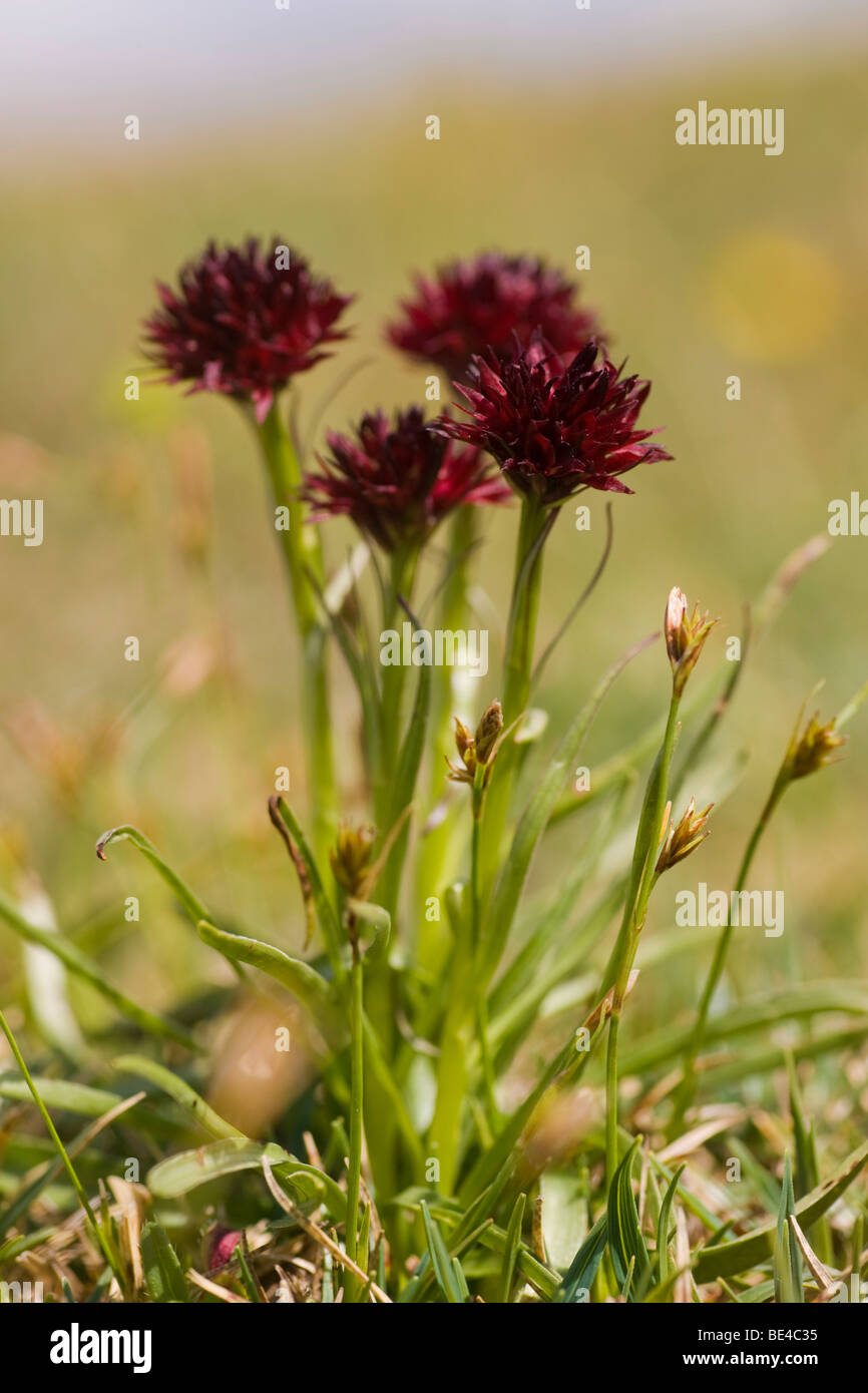 Orchid species (Nigritella nigra), Schneeberg, Lower Austria, Austria, Europe Stock Photo