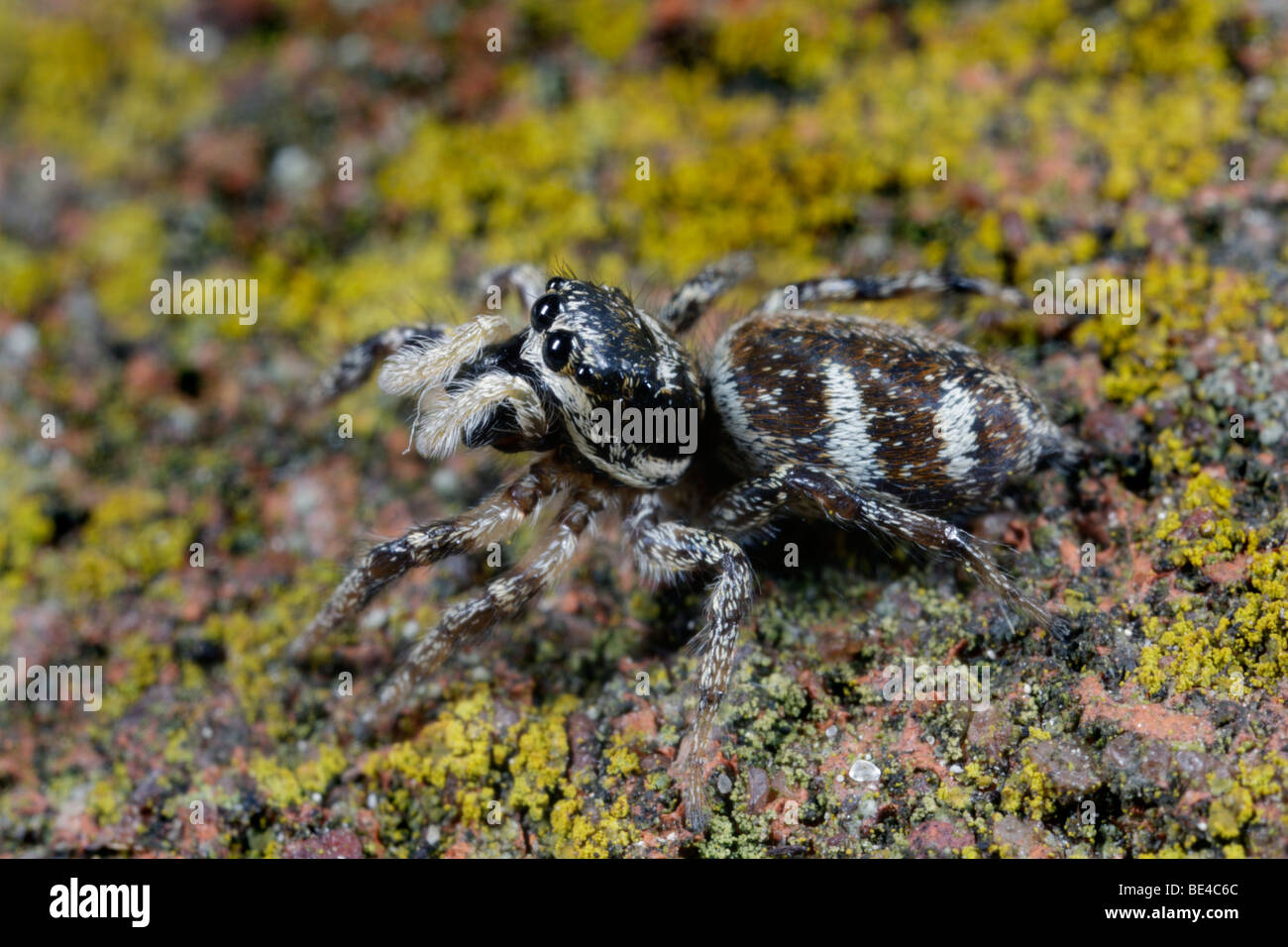 zebra jumping spider Salticus scenicus Stock Photo Alamy