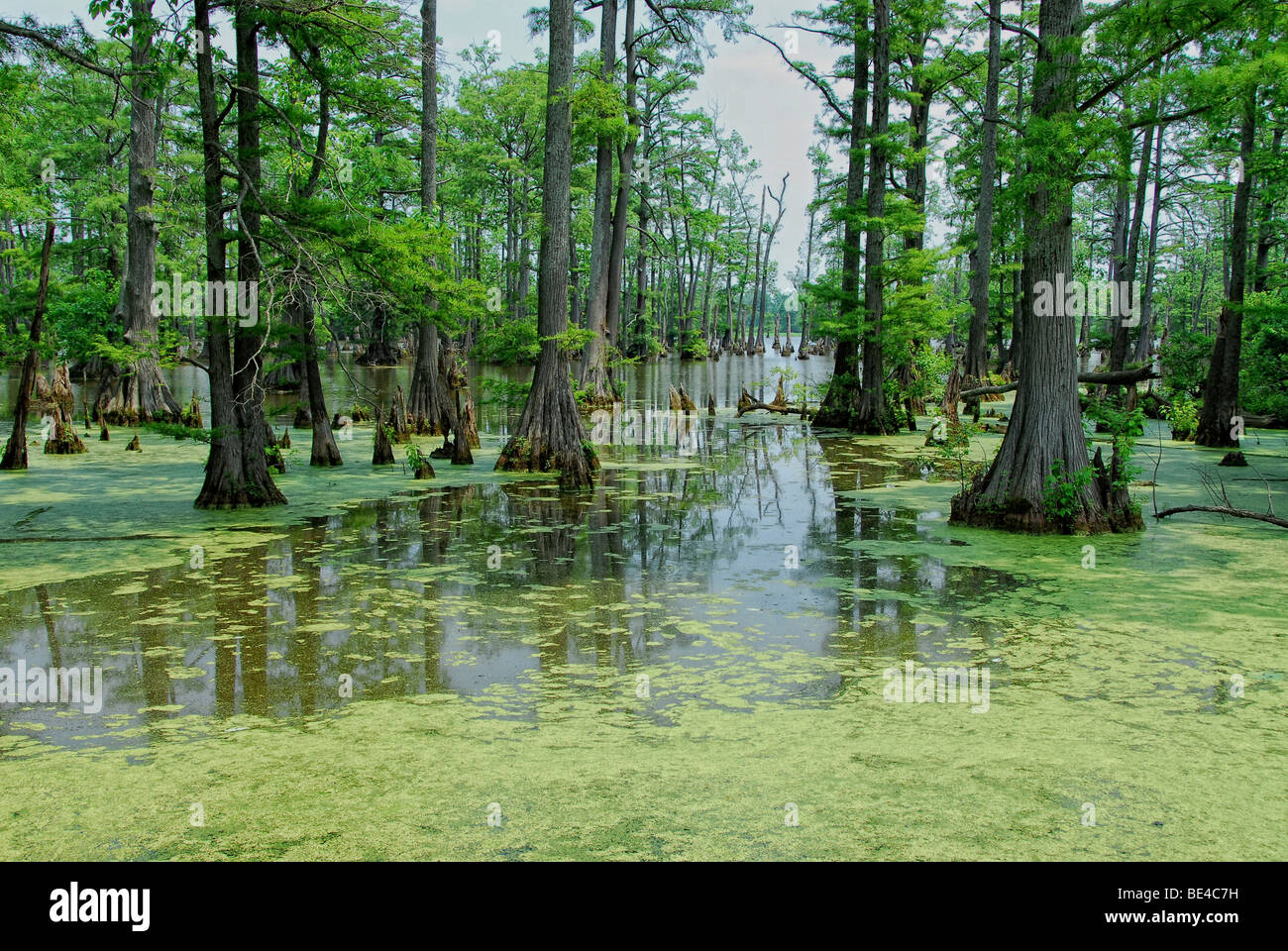Swamp Cypresses in Horseshoe Lake, Illinois, USA, North America Stock Photo