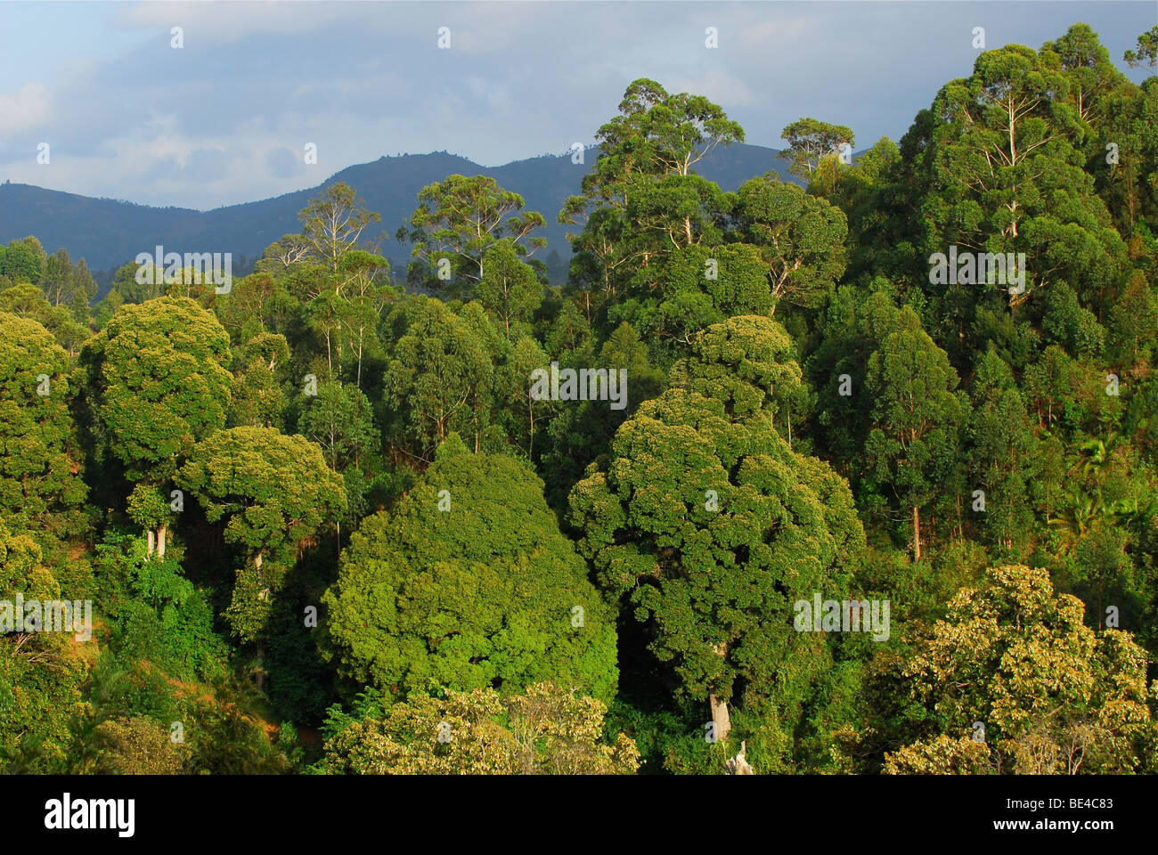 Jungle in the Usambara Mountains, Tanzania, Africa Stock Photo