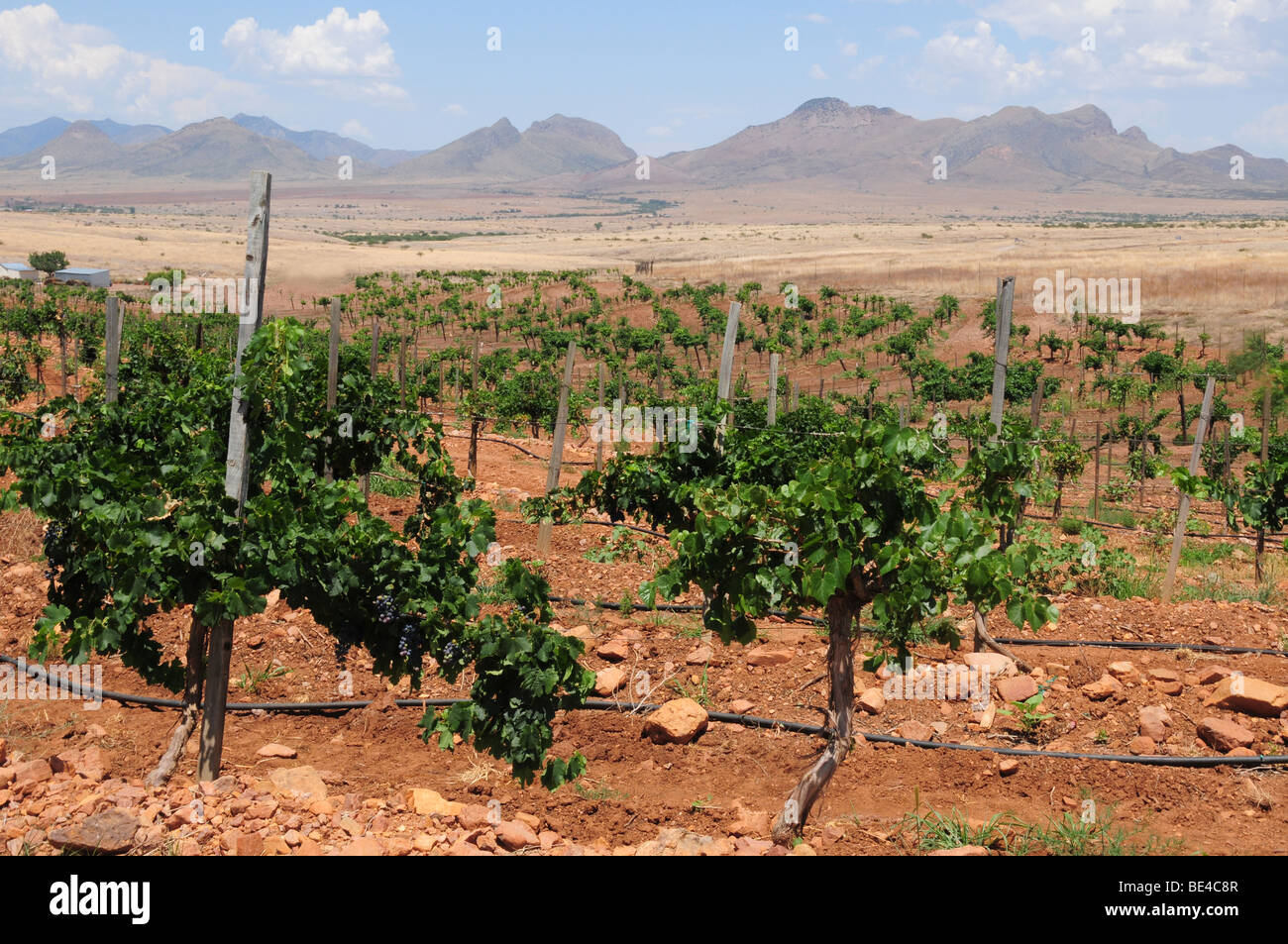 Grapes grow at Sonoita Vineyards, a winery in Elgin, Arizona, USA Stock