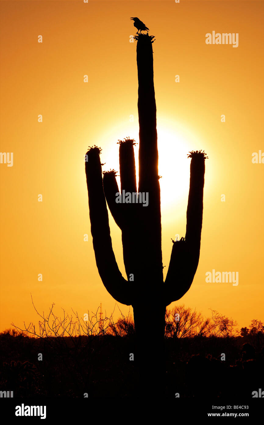 Saguaro National Park East, Rincon Mountain District, Tucson, Arizona, USA, North America Stock Photo