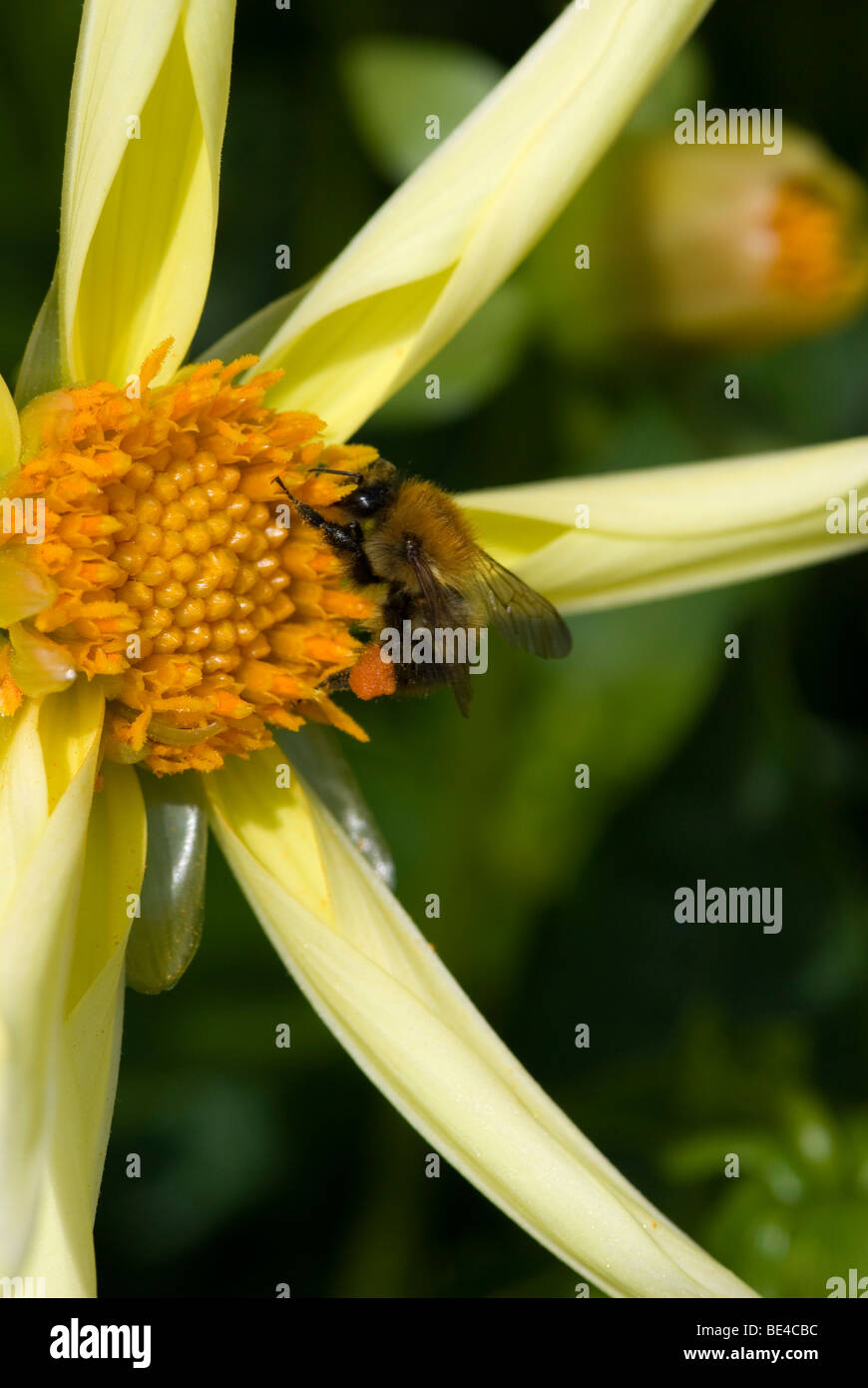 Bee pollen sac hi-res stock photography and images - Alamy