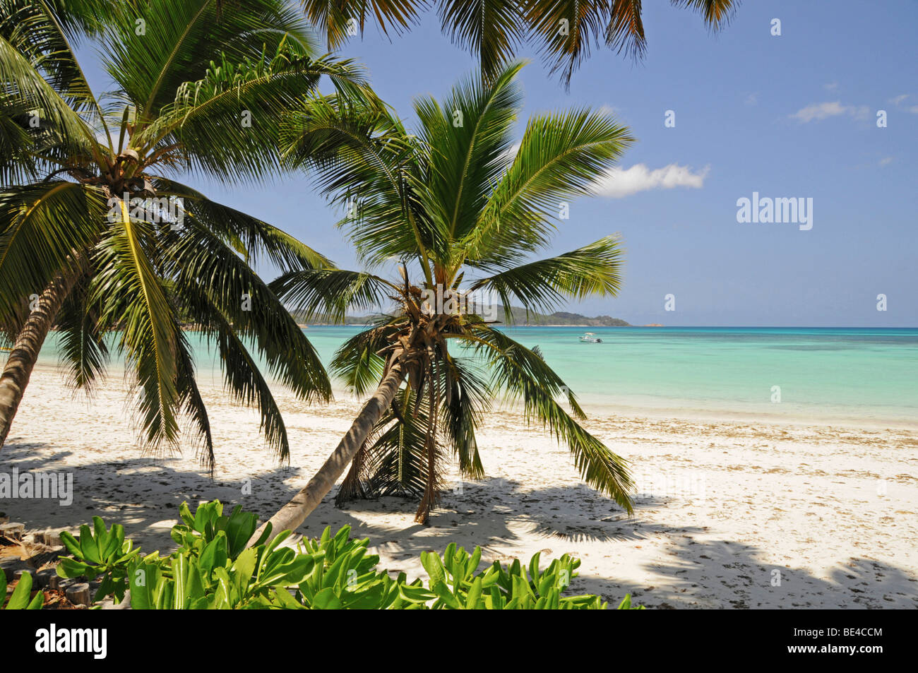 Coconut palm trees on a beach, Anse Volbert, Cote d'Or, Praslin Island, Seychelles, Africa, Indian Ocean Stock Photo