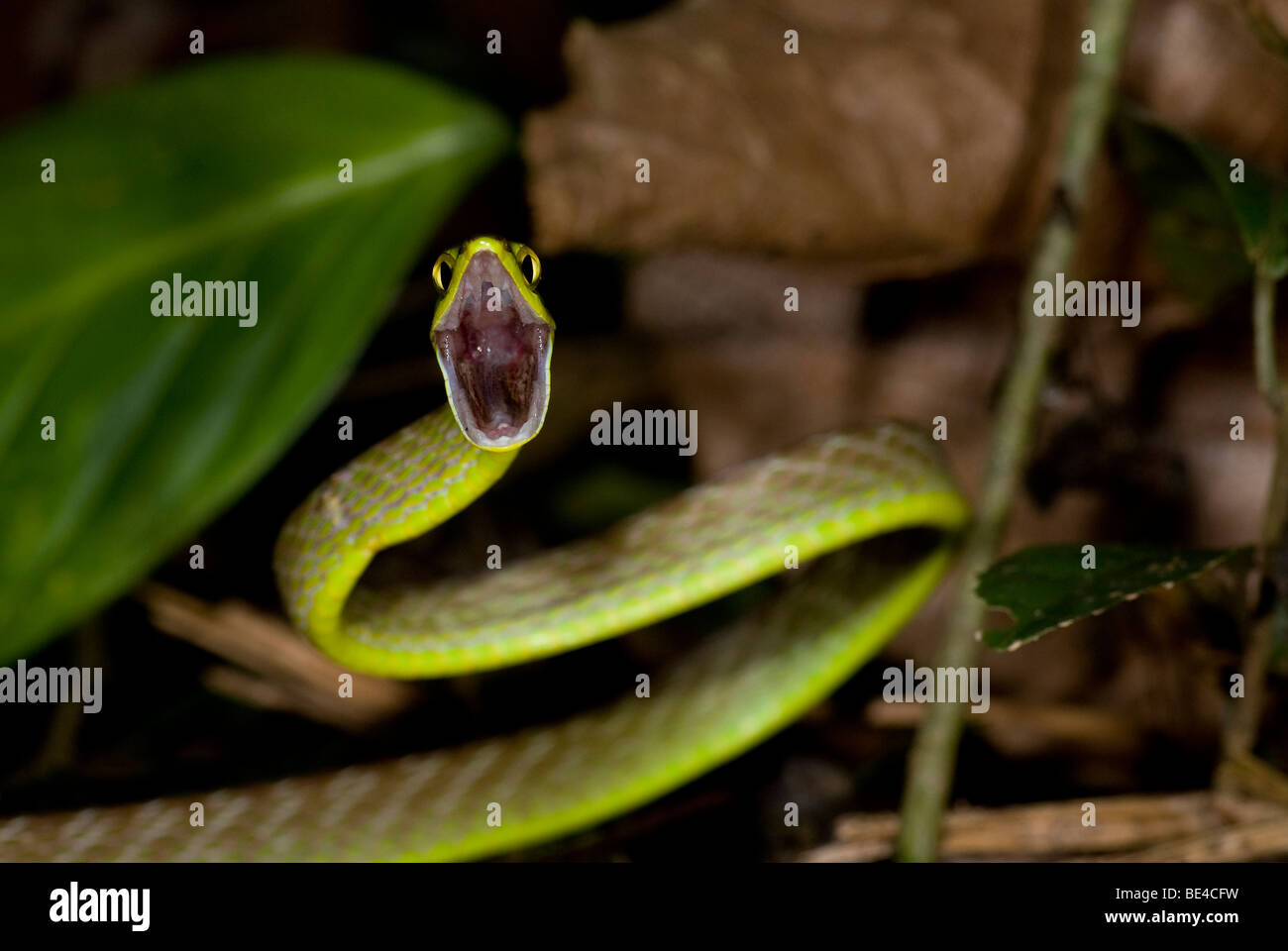 Lora Snake, Green Parrot Snake (Leptophis ahaetulla) in defensive position, Tenorio Volcano National Park, Costa Rica. Stock Photo