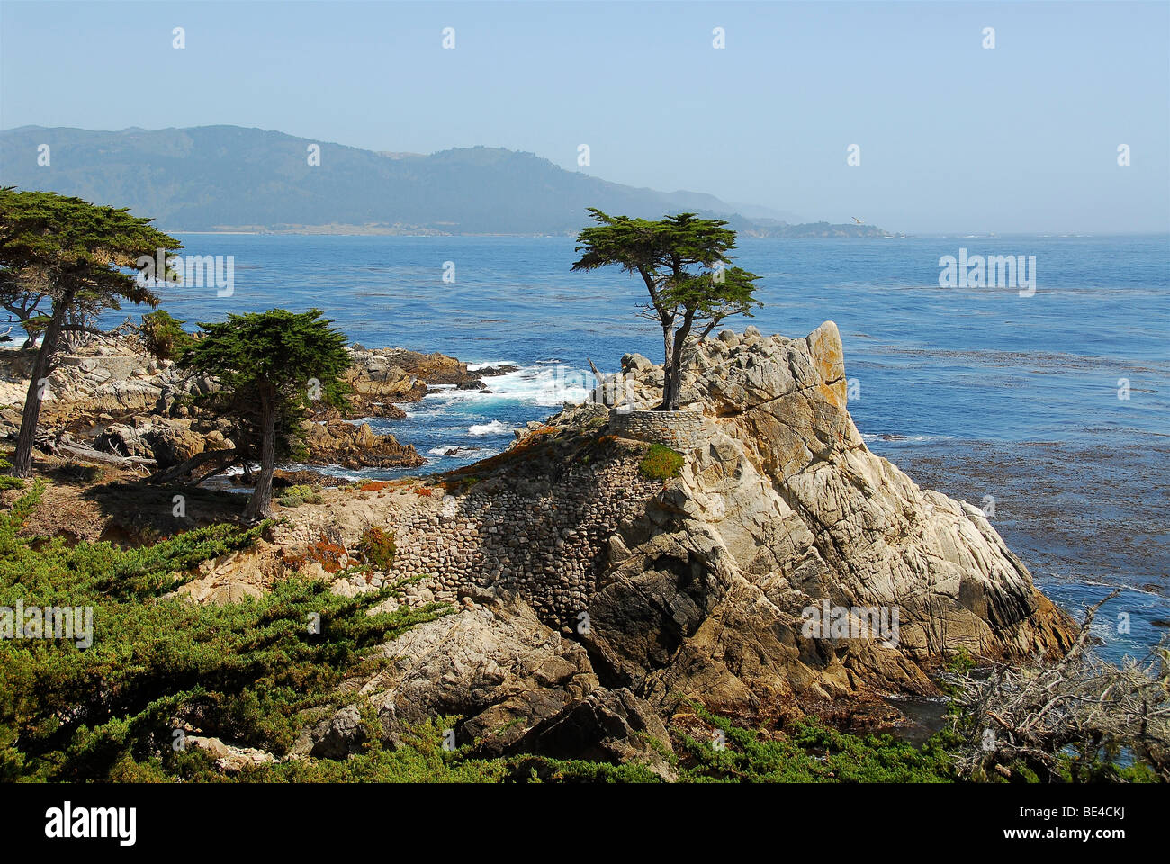 Single cypress on 17-Mile Drive, California, USA, North America Stock Photo