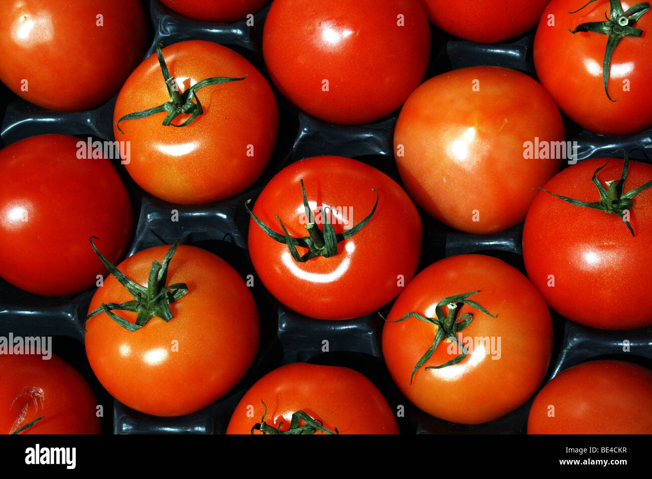 Red Tomatoes Solanum lycopersicum with green stalks a salad vegetable Family Solanaceae Stock Photo