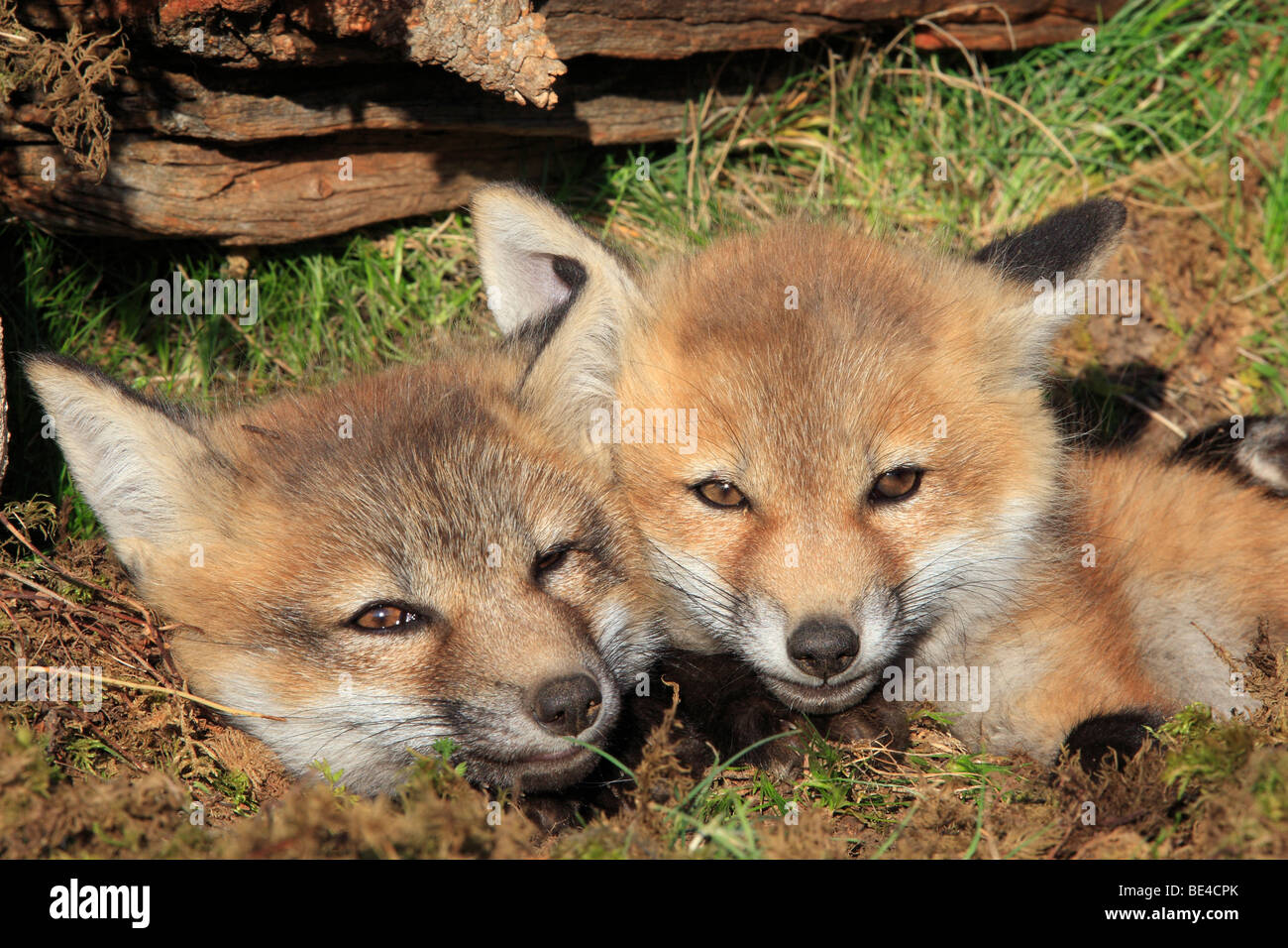 Red Fox (Vulpes vulpes). Two seven weeks old puppies Stock Photo - Alamy