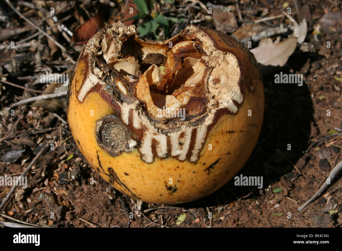 Ripe Monkey Orange Fruit Strychnos cocculoides Taken in Mkuze Game