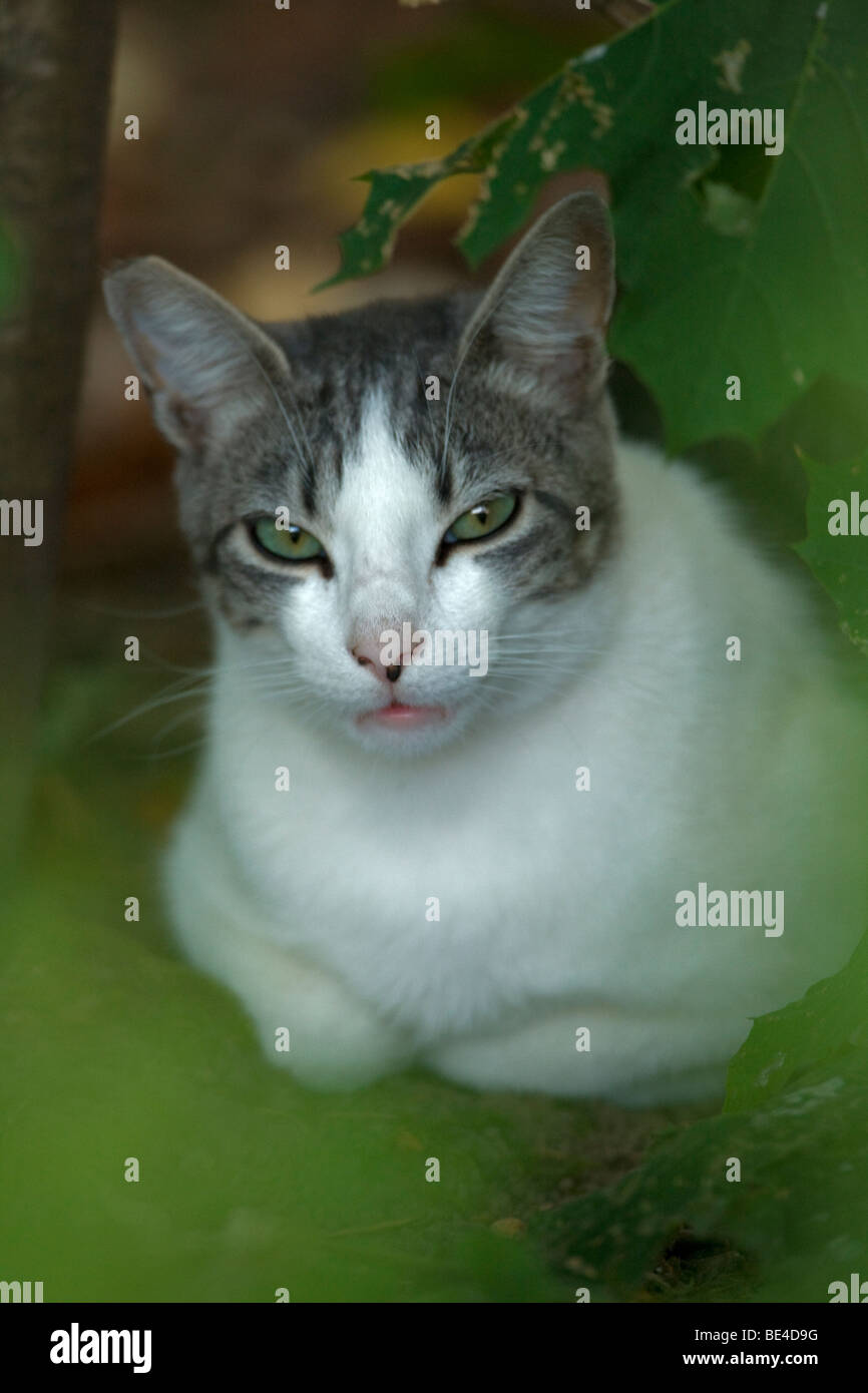 Cat (Felis catus) - Semi-feral - Oregon - USA Stock Photo