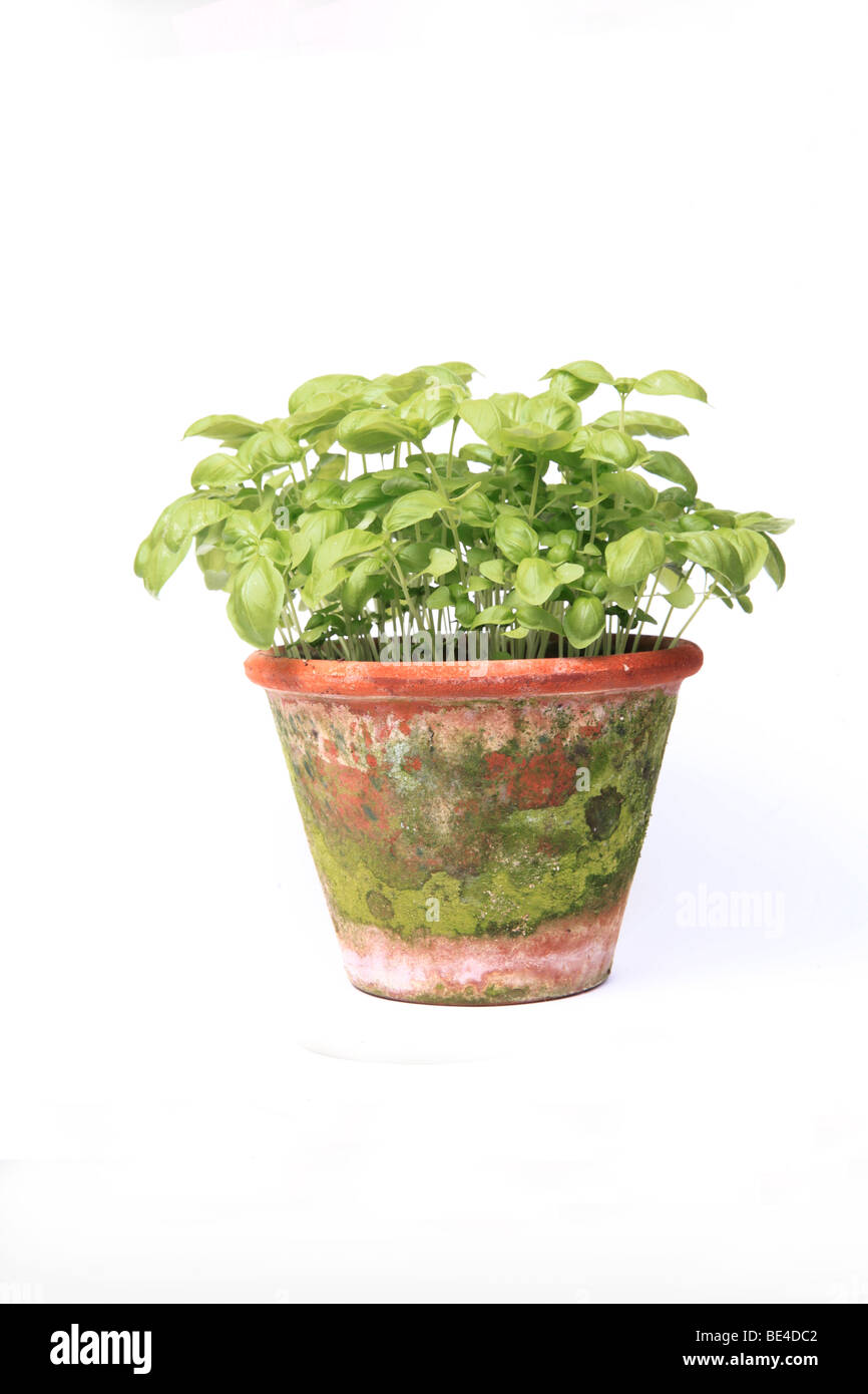 Growing terracotta pot hires stock photography and images Alamy