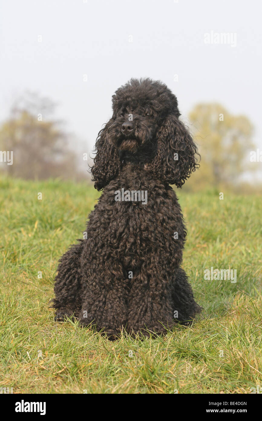Poodle, black, sitting on a lawn Stock Photo - Alamy