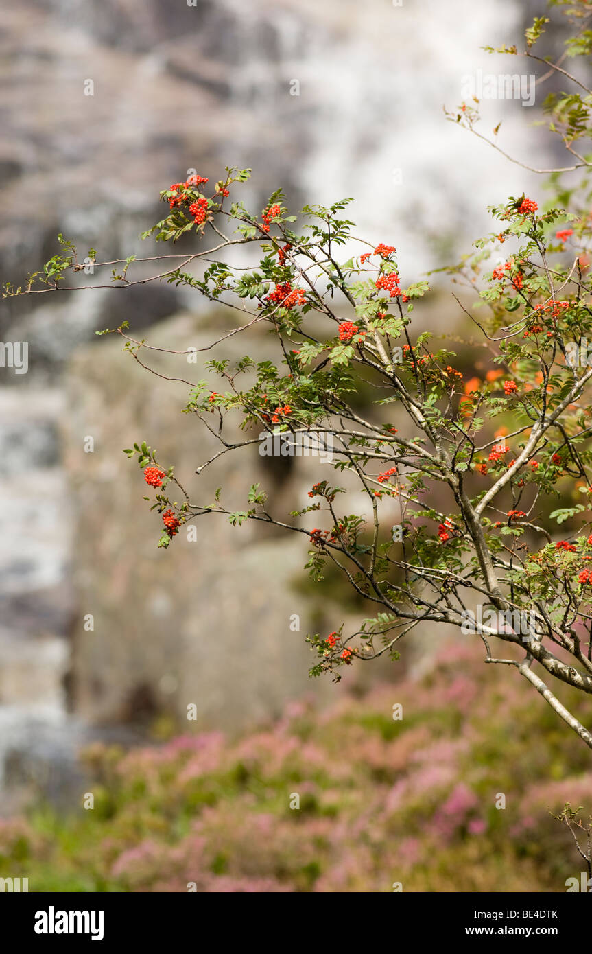 The Allt Bhuidhe waterfall, Glen Muick, and the red berries of Rowan trees, Sorbus aucuparia. Stock Photo