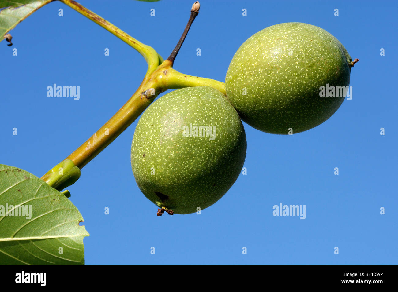 English Walnut, Persian Walnut (Juglans regia). Unripe fruit on a twig. Stock Photo