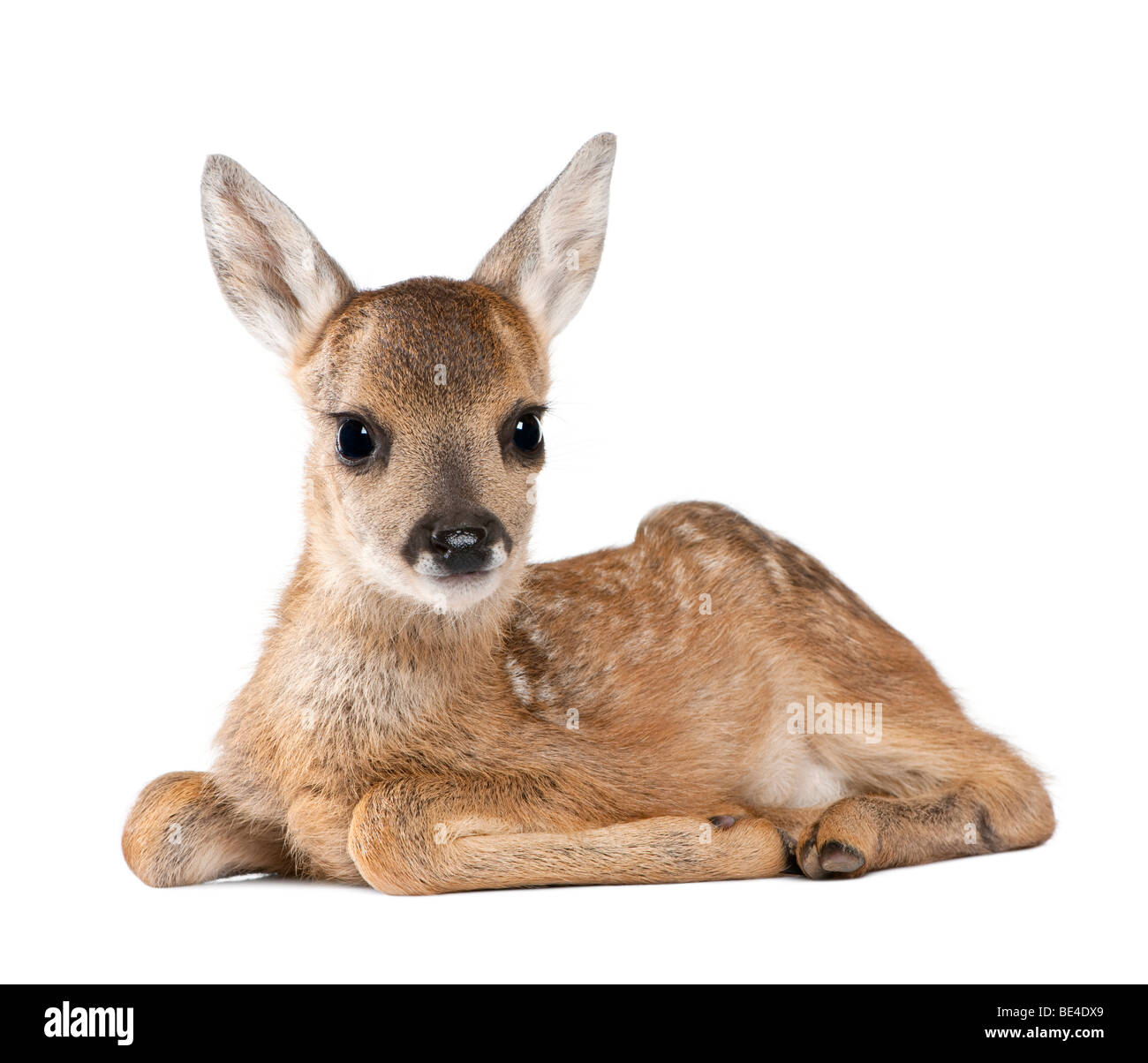Roe deer Fawn, Capreolus capreolus, 15 days old, in front of a white background Stock Photo