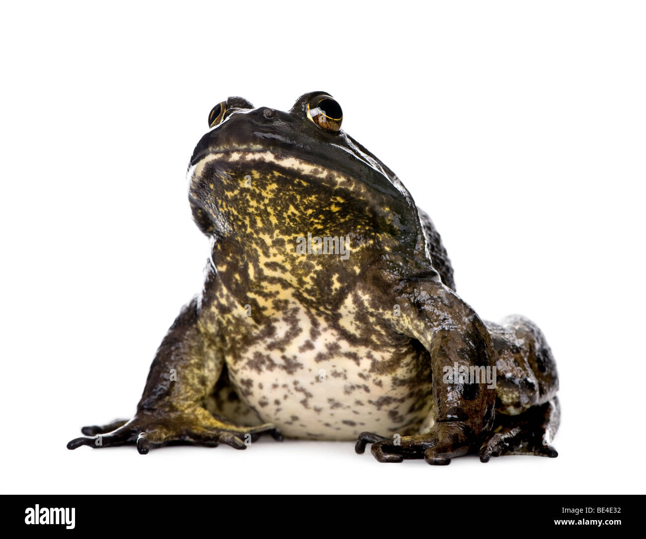 Bullfrog, Rana catesbeiana, against white background, studio shot Stock Photo