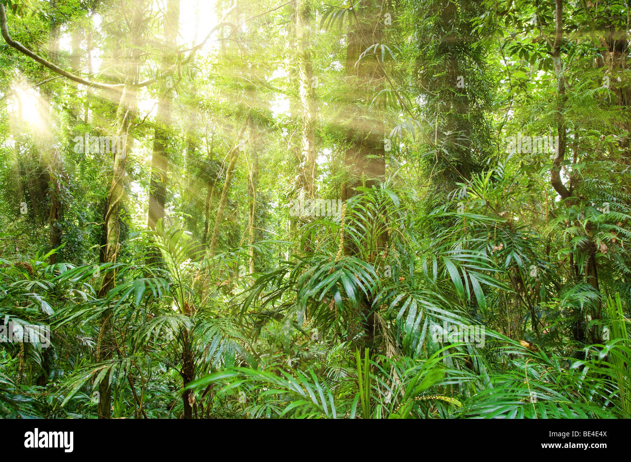 sunlight in the beautiful dorrigo world heritage rainforest Stock Photo