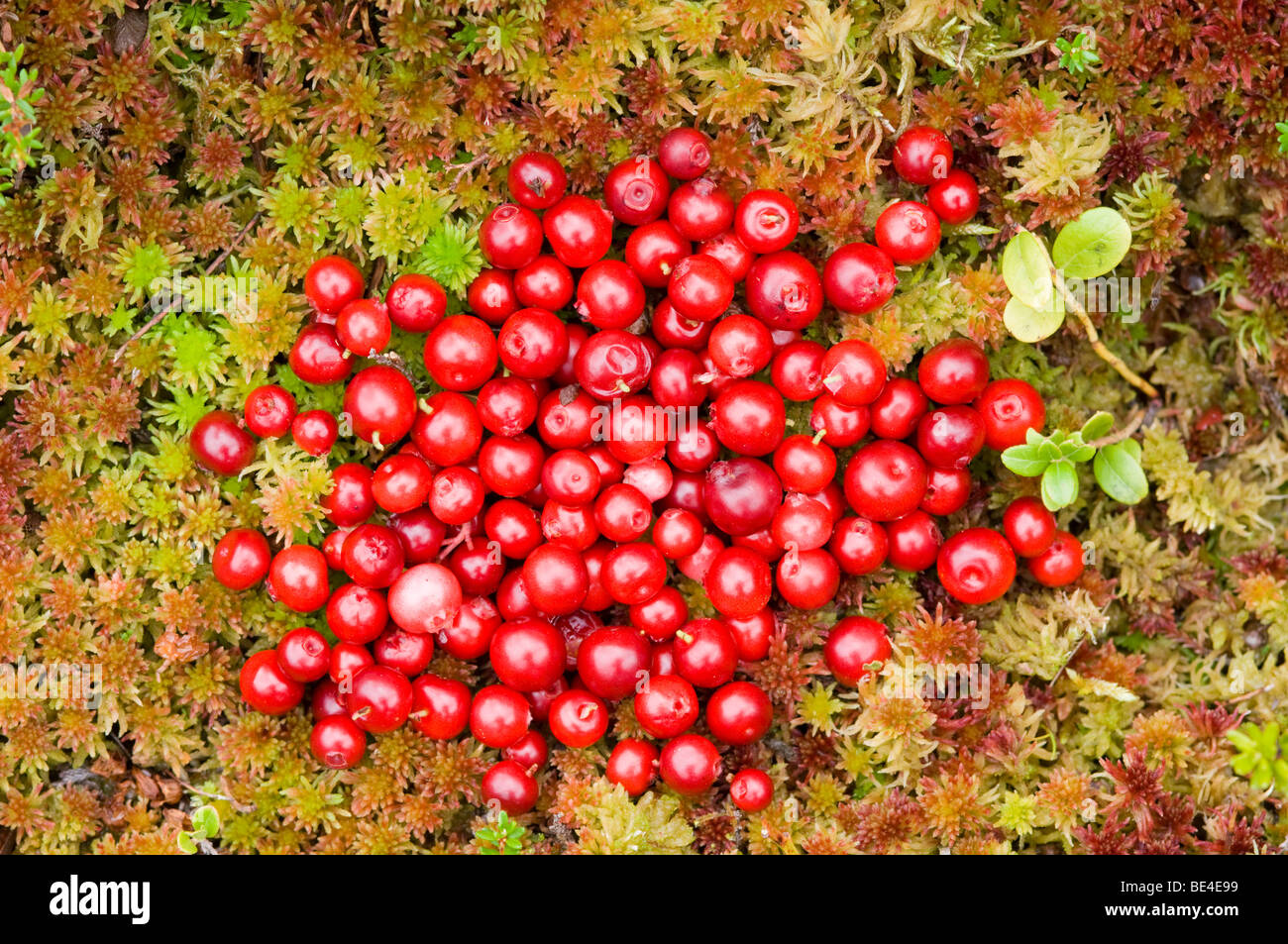 Wild food. Red berries/ fruits of Cowberry, or Lingonberry, Vaccinium vitis-idaea Stock Photo