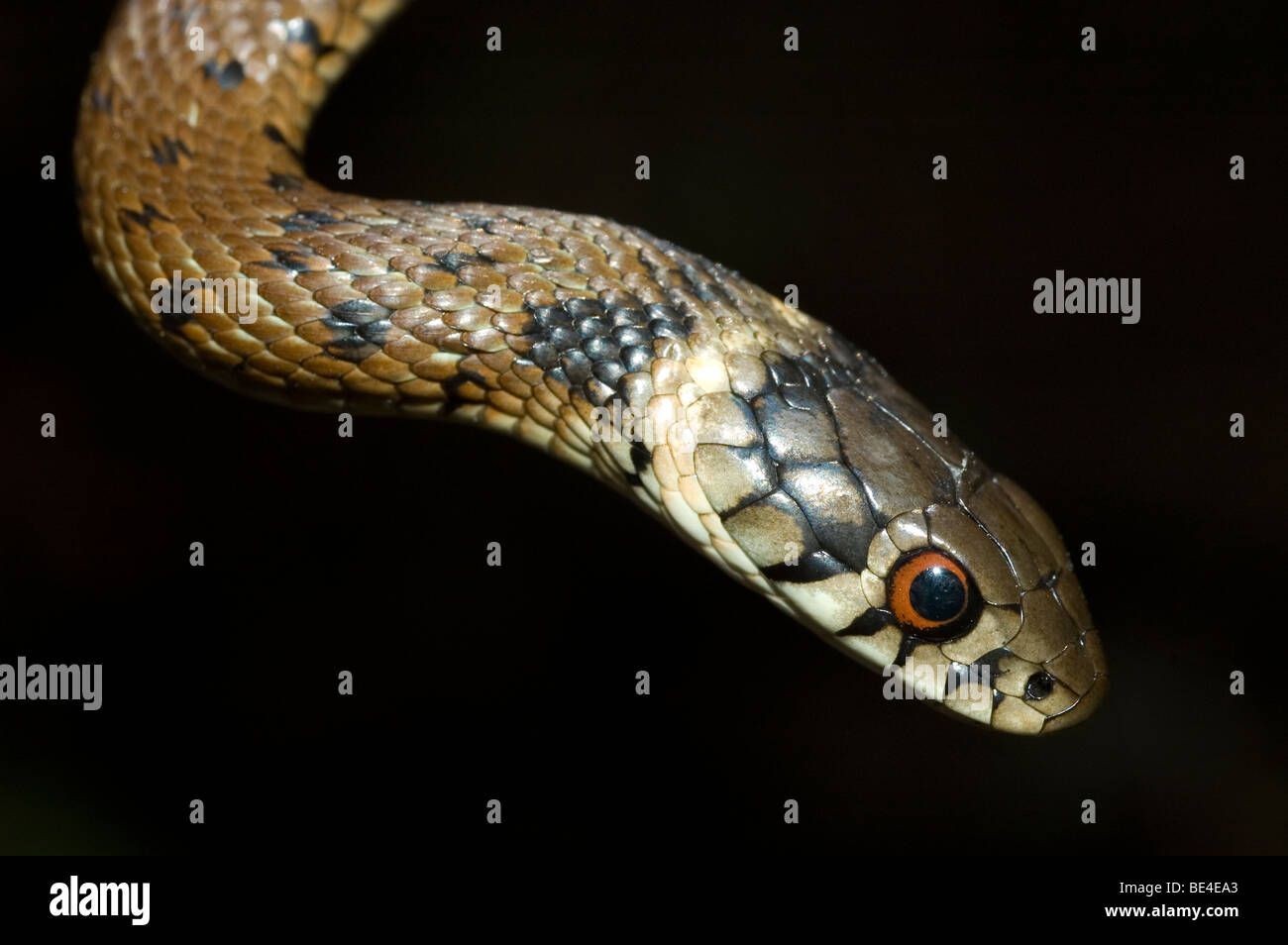 Portrait of a young grass snake (Natrix natrix) Stock Photo