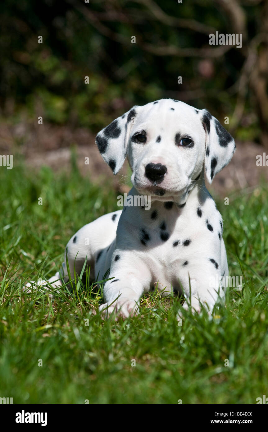 Young Dalmatian lying on a meadow, looking towards camera Stock Photo