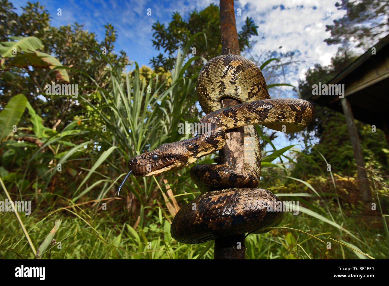Madagascar-Boa (Sanzinia madagascariensis), Andasibe, Madagascar