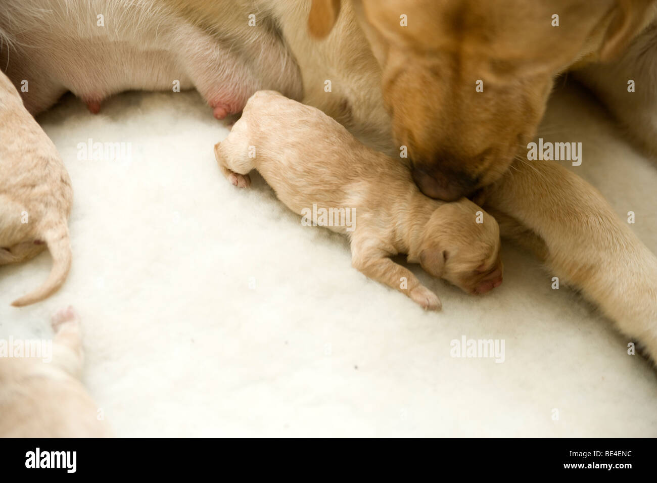 New born Puppies Feeding Stock Photo Alamy