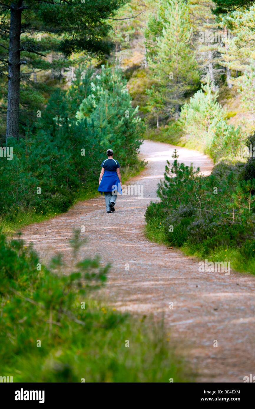 Lone female walking along  Glenmore Forest trail in Cairngorms, Scotland Stock Photo