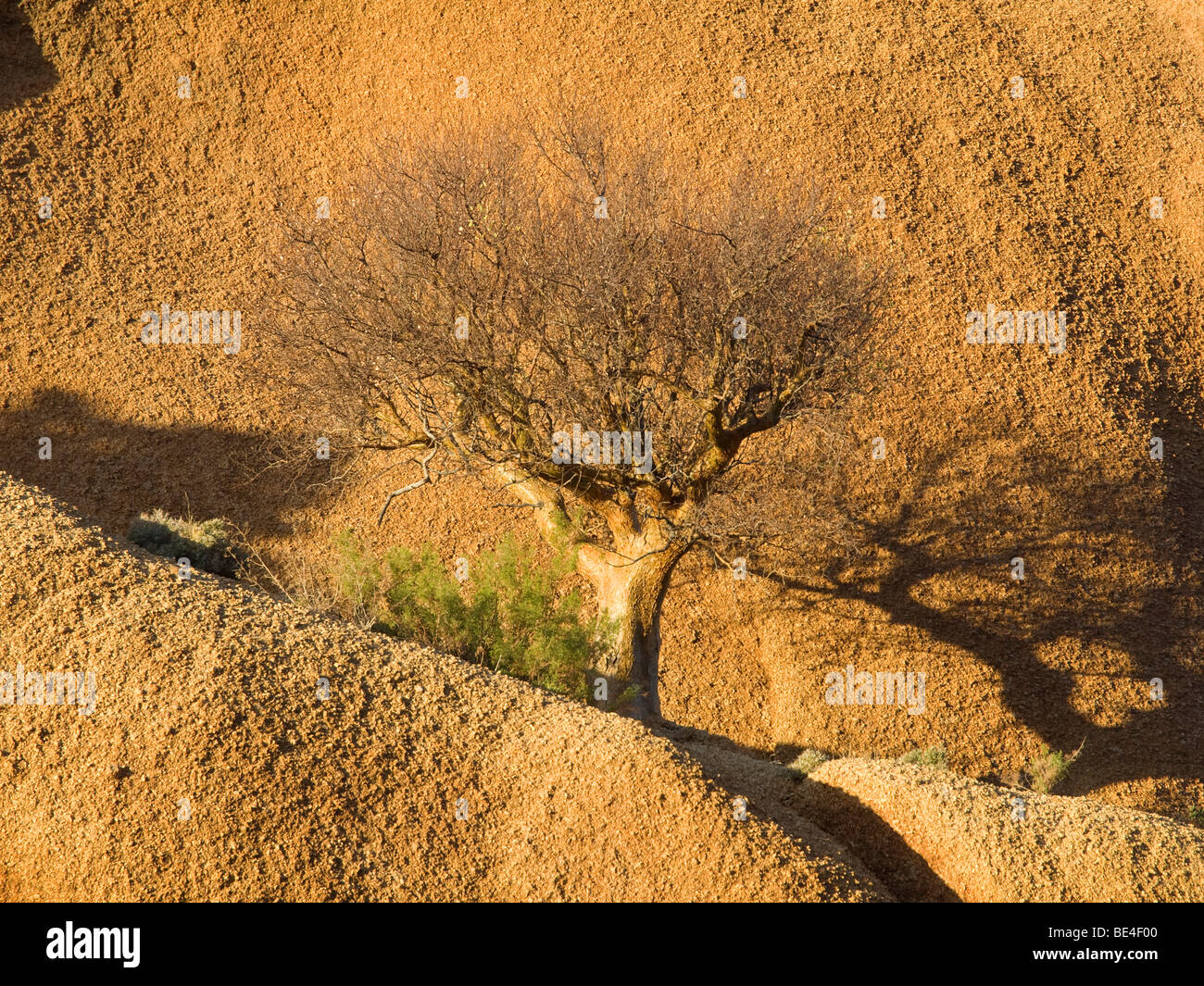 Butter tree or Cobas tree (Cyphostemma curroii) at the Spitzkoppe mountain, Namibia, Africa Stock Photo