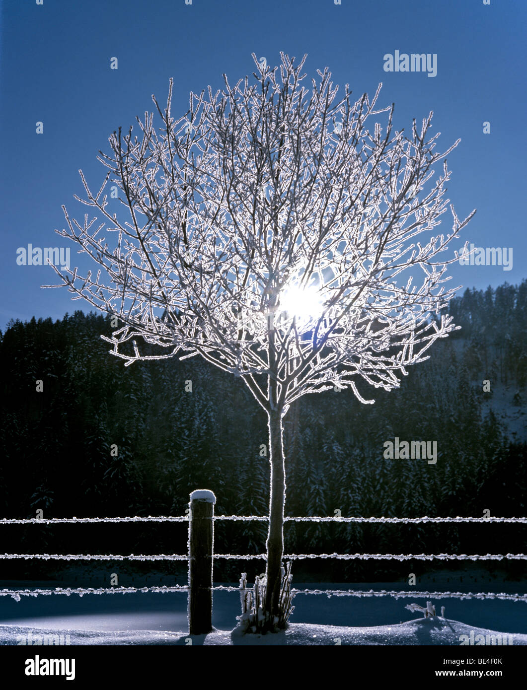 Frozen backlit tree, hoar frost, winter sun Stock Photo