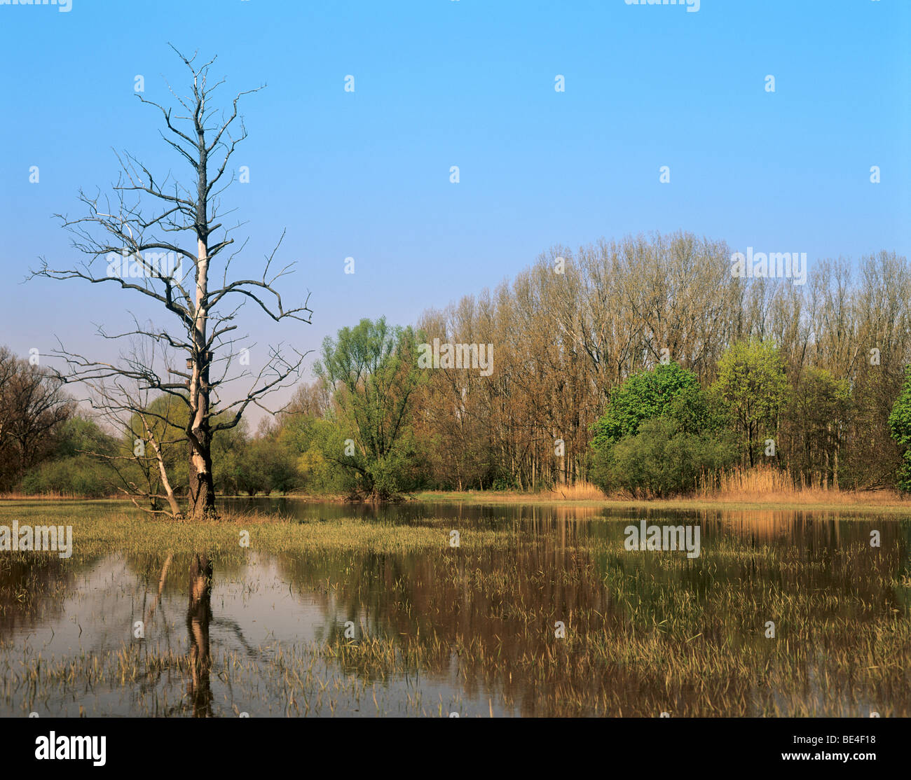 Dead Oak (Quercus), on Rhine wetlands, Rhineland-Palatinate, Germany, Europe Stock Photo