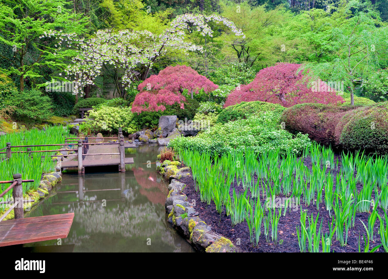 Koi pond and cherry blossoms. Portland Japanese Gardens, Oregon Stock Photo