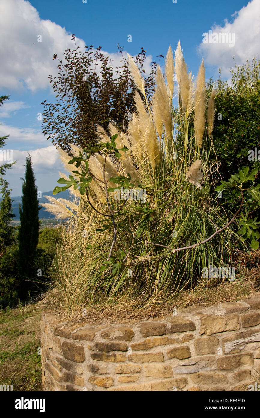 Flowers growing on stone wall in Chianti Tuscany Italy Stock Photo - Alamy