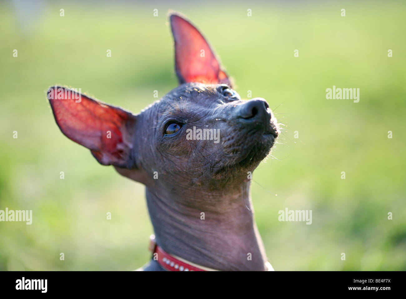 Mexican hairless dog hires stock photography and images Alamy
