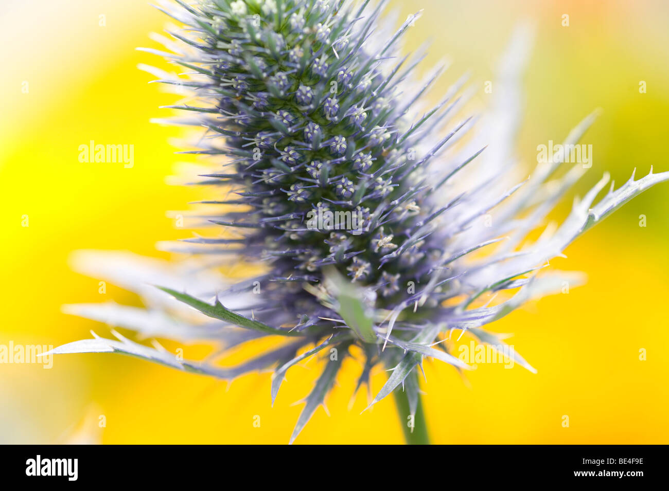close up of sea holly thistle type plant Stock Photo